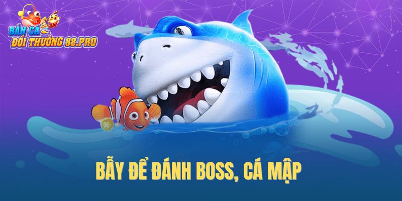 Bẫy để đánh boss, cá mập